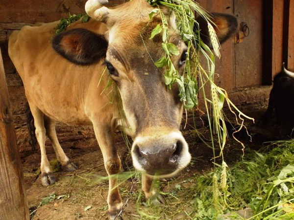 �������. ������ �����