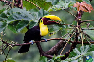 ��� � ����� ���� ����